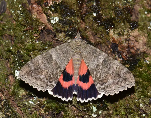 Catocala nupta - piros övesbagoly