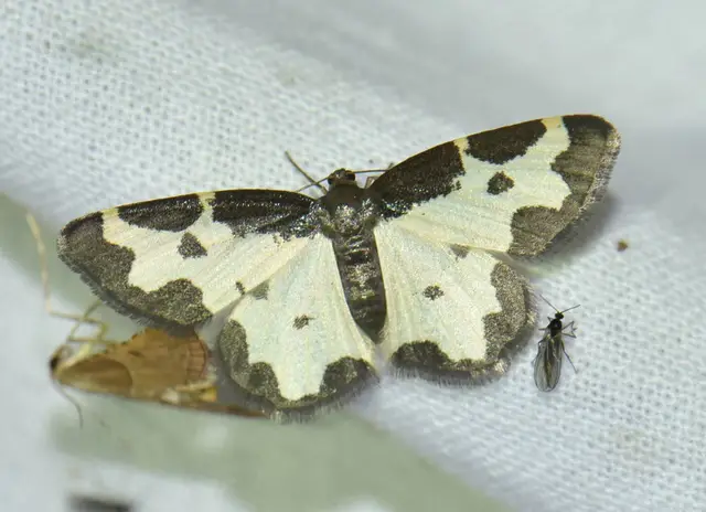 Lomaspilis marginata - szegélyes nyárfaaraszoló
