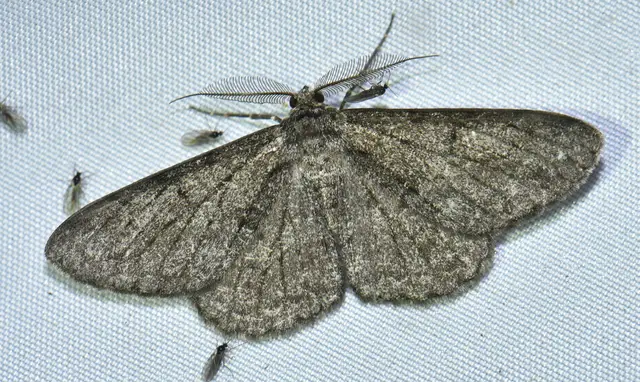 Hypomecis roboraria - nagy tölgyfaaraszoló