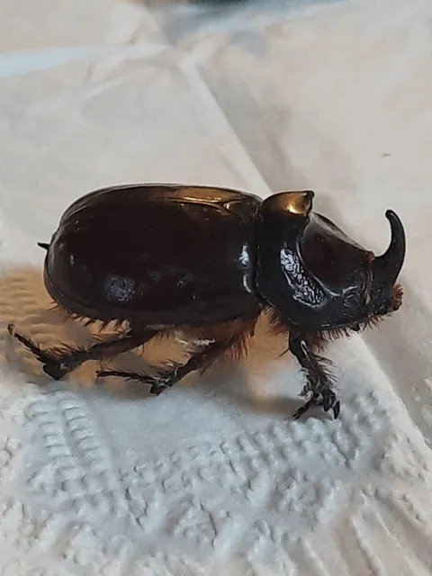 Oryctes nasicornis - orrszarvú bogár