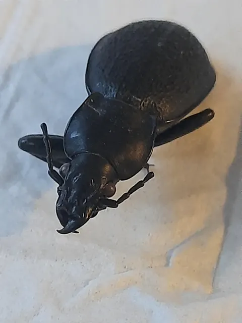 Carabus coriaceus - bőrfutrinka Carabus coriaceus - bőrfutrinka