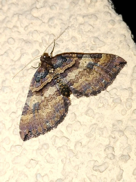 Earophila badiata - csipkerózsa-araszoló
