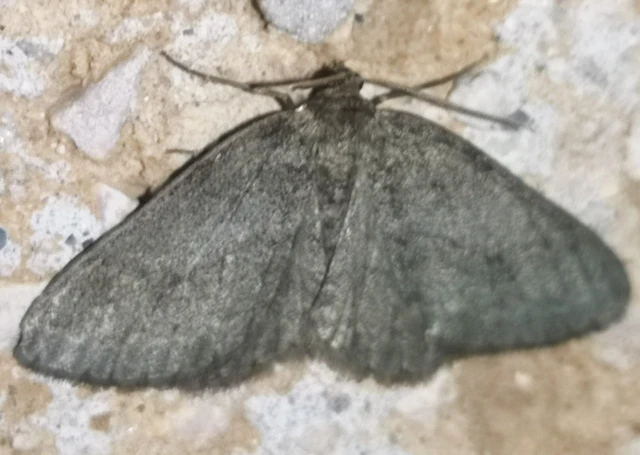 Ectropis crepuscularia - avararaszoló
