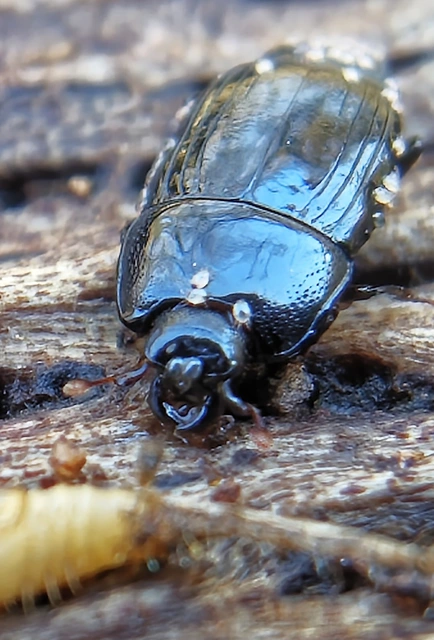Platysoma compressum - közönséges lapossutabogár Platysoma compressum - közönséges lapossutabogár