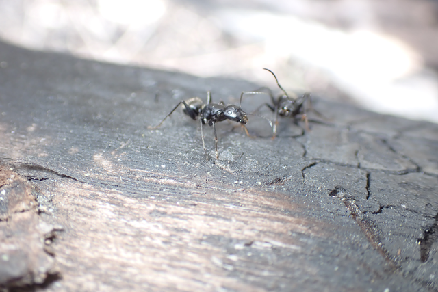 Camponotus vagus - fekete lóhangya