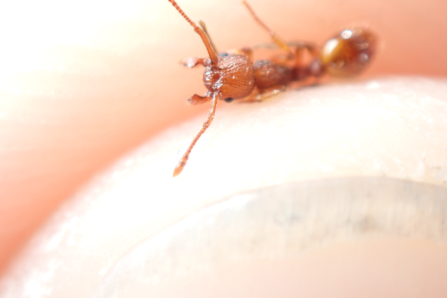 Myrmica sabuleti - gyakori bütyköshangya