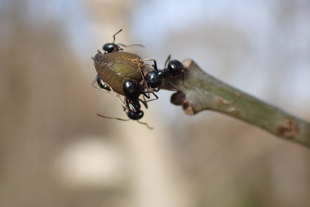 Lasius fuliginosus - kartonépítő fahangya