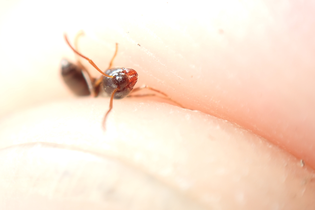 Lasius platythorax - erdei feketehangya