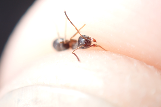 Lasius platythorax - erdei feketehangya