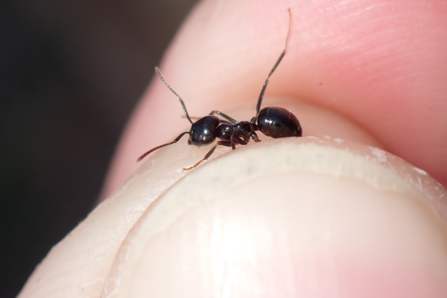 Lasius fuliginosus - kartonépítő fahangya