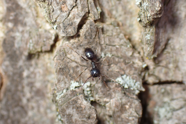 Lasius fuliginosus - kartonépítő fahangya
