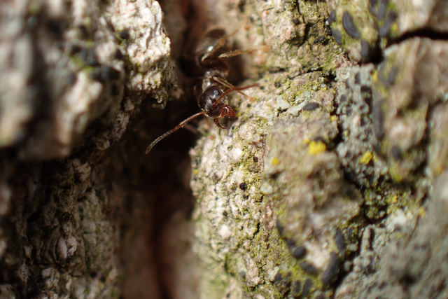 Lasius platythorax - erdei feketehangya