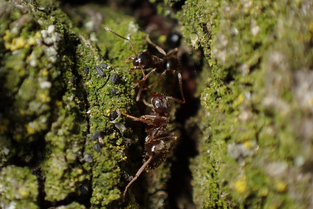 Lasius platythorax - erdei feketehangya