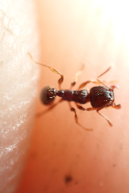 Tetramorium