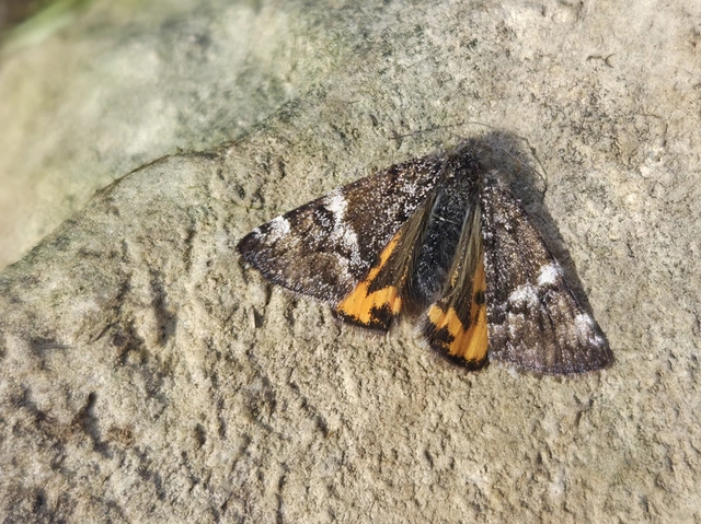 Archiearis parthenias - nagy nappaliaraszoló