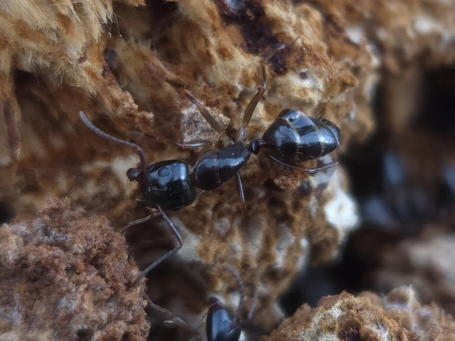Camponotus fallax - ligeti lóhangya