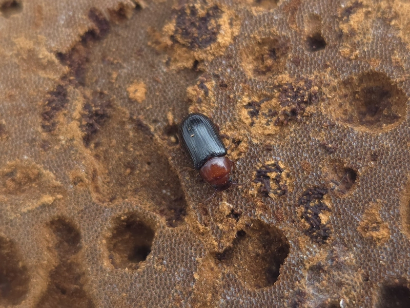 Neomida haemorrhoidalis