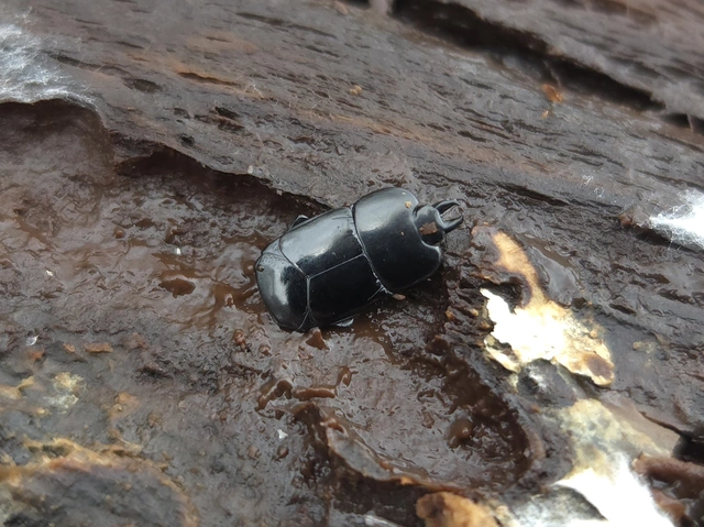 Hololepta plana - lemez-sutabogár