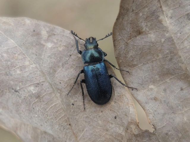 Platycerus caraboides - kis fémesszarvasbogár