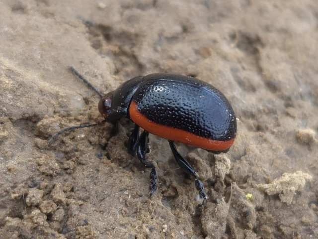 Chrysolina