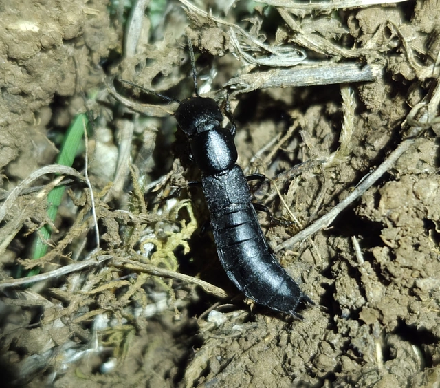 Ocypus nitens - fekete holyva