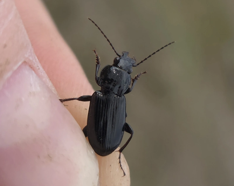 Pterostichus anthracinus - fekete gyászfutó