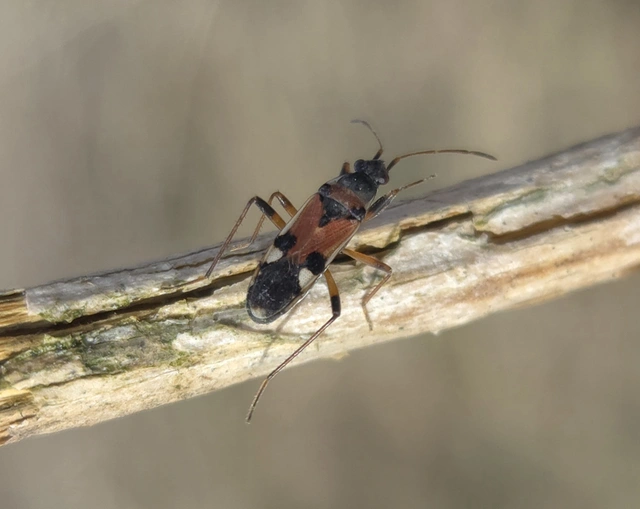 Beosus quadripunctatus - pettyes homokibodobács