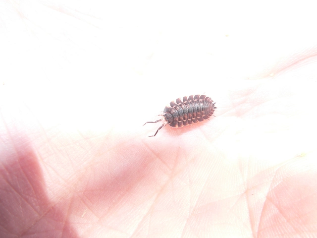 Isopoda - Ászkarákok