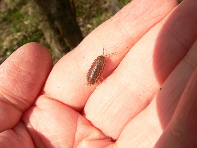 Isopoda - Ászkarákok