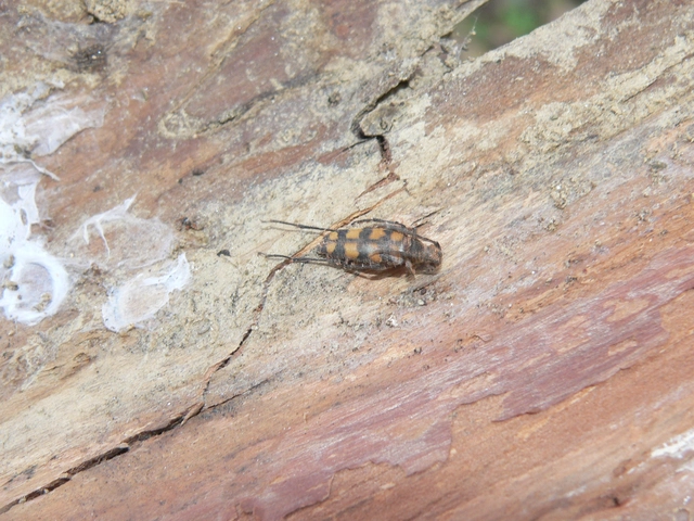 Leptura quadrifasciata - feketeszőrű szalagoscincér