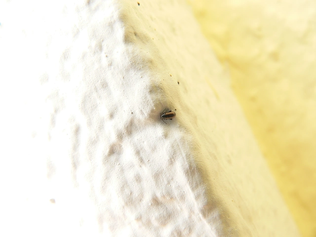 Phyllotreta