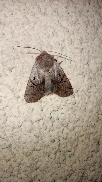 Conistra rubiginosa - szürke télibagoly
