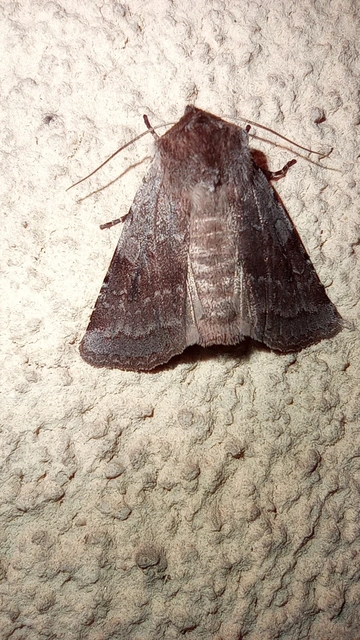 Cerastis rubricosa - vörhenyes tavaszibagoly
