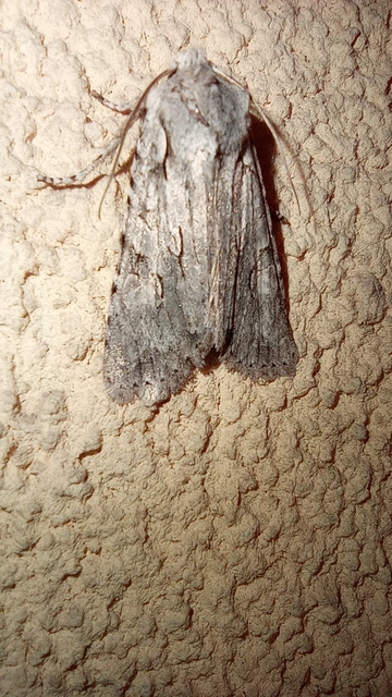 Lithophane ornitopus - közönséges fabagoly
