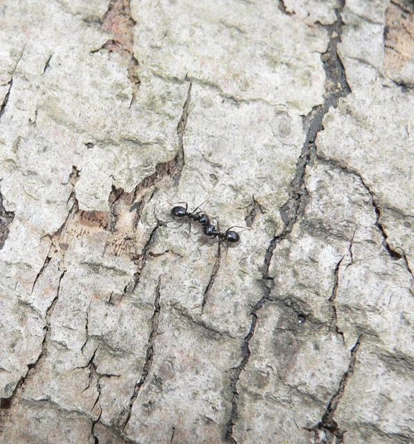 Lasius fuliginosus - kartonépítő fahangya