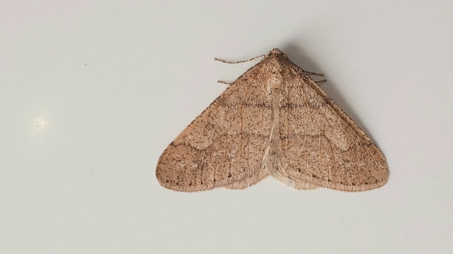 Agriopis marginaria - sárgás téliaraszoló