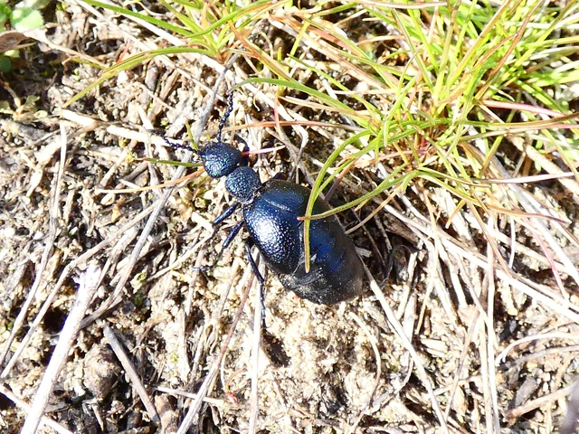 Meloe proscarabaeus - közönséges nünüke