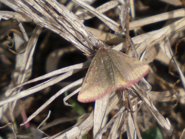 Lythria purpuraria - bíborsávos araszoló
