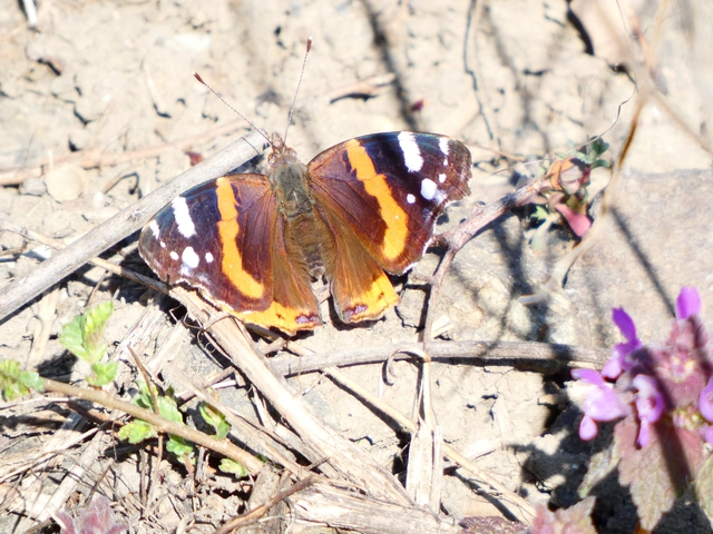 Vanessa atalanta - atalantalepke