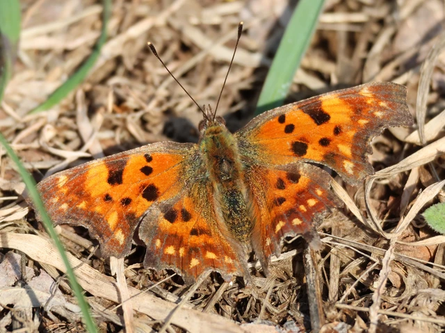 Nymphalis c-album - C-betűs lepke