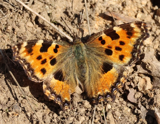 Nymphalis polychloros - nagy rókalepke