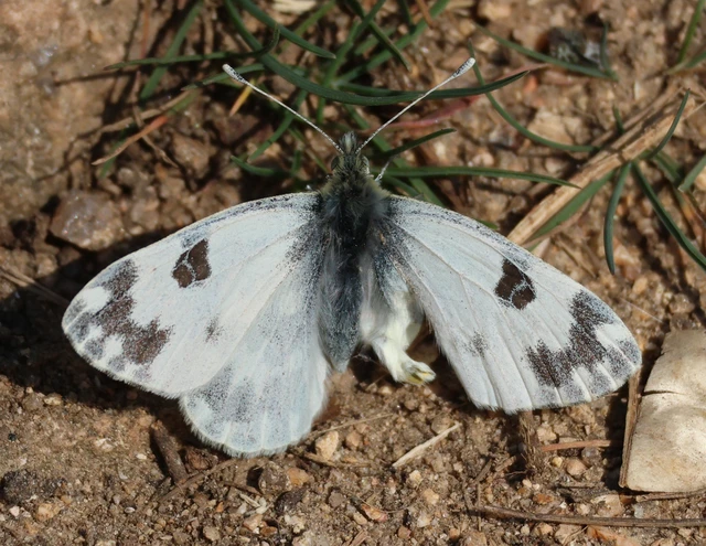 Pontia edusa - rezedalepke