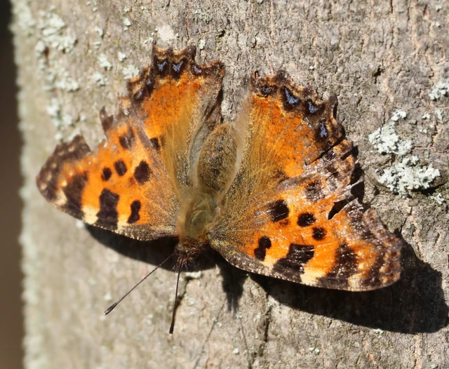 Nymphalis polychloros - nagy rókalepke