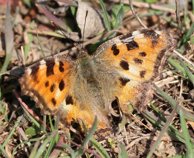 Nymphalis polychloros - nagy rókalepke
