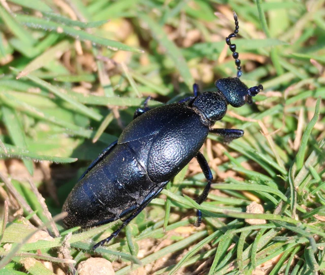 Meloe proscarabaeus - közönséges nünüke
