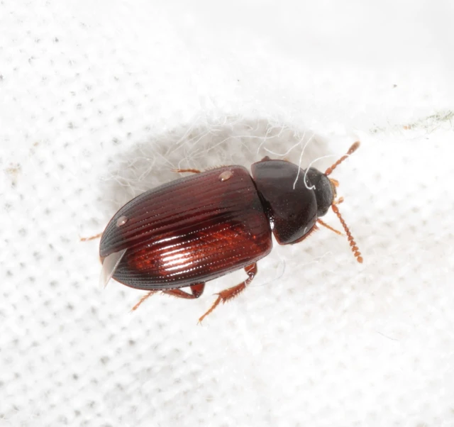 Agyrtes castaneus - barna áldögbogár