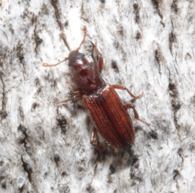 Bothrideres bipunctatus - szívnyakú humuszbogár