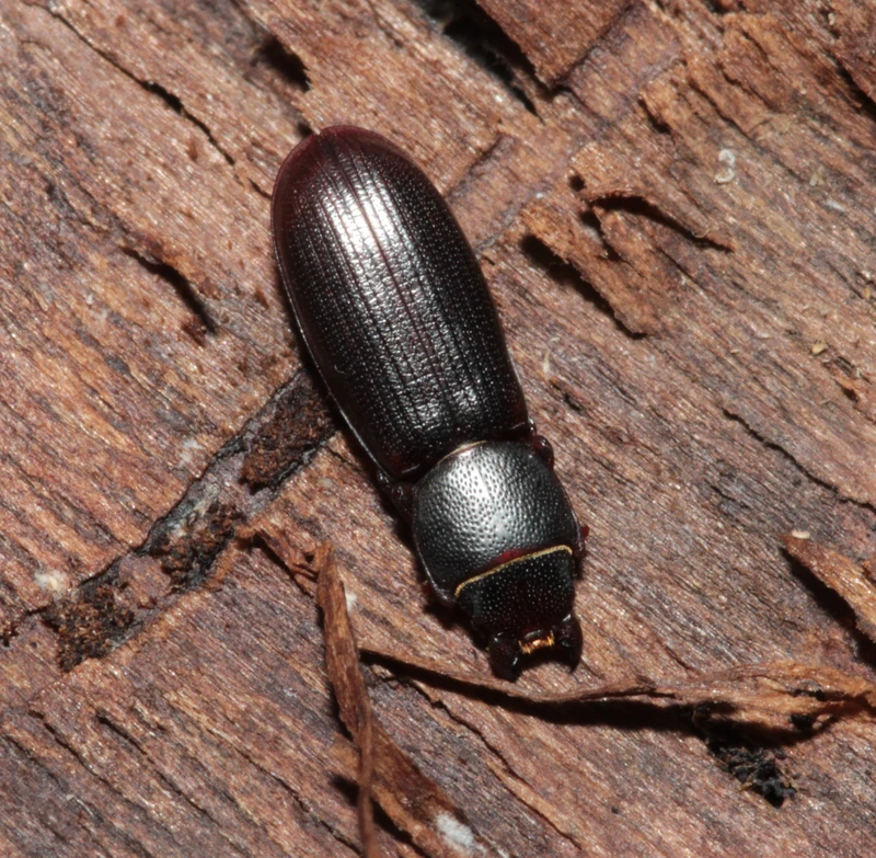 Tenebroides mauritanicus - lisztmentő korongbogár