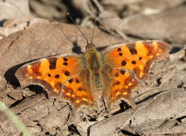 Nymphalis c-album - C-betűs lepke