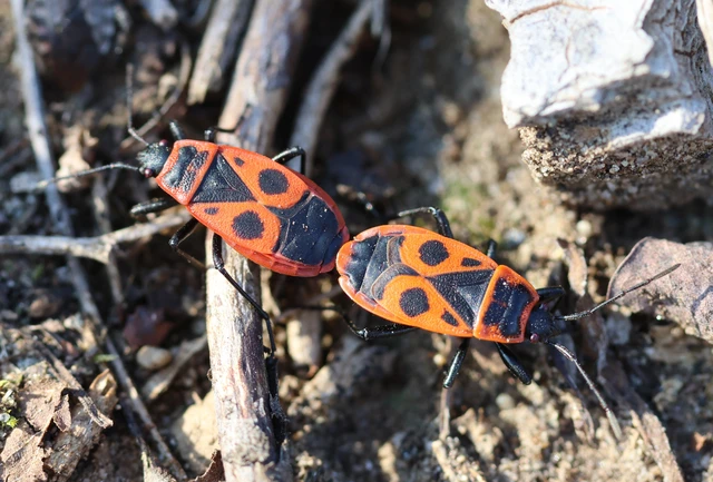 Pyrrhocoris apterus - verőköltő poloska